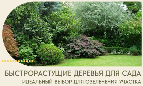 Быстрорастущие деревья для сада идеальный выбор в Моршанске