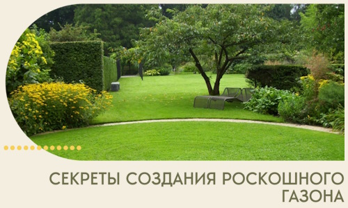 Секреты создания роскошного газона в Моршанске